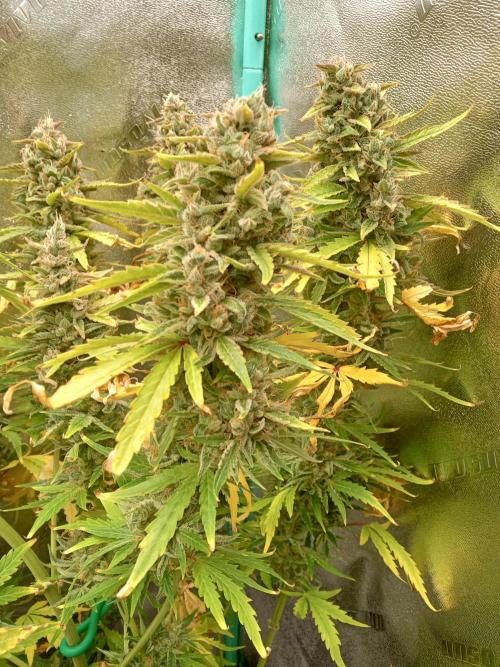 Toof Decay. Week 11 - Harvest