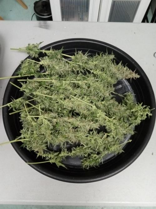 Toof Decay. Week 11 - Harvest