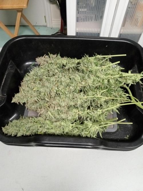 Toof Decay. Week 11 - Harvest