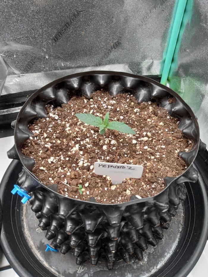 MephistO's. Week 1 - Week 1