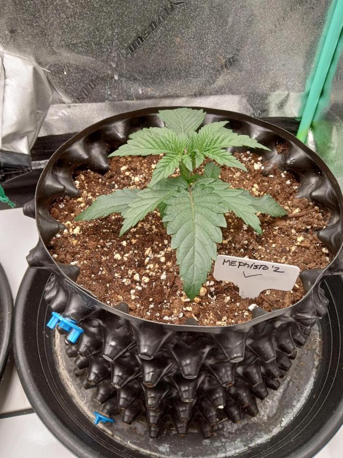 MephistO's. Week 2 - Week 2