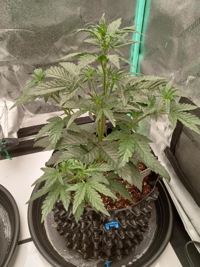 MephistO's. Week 3 - Week 3