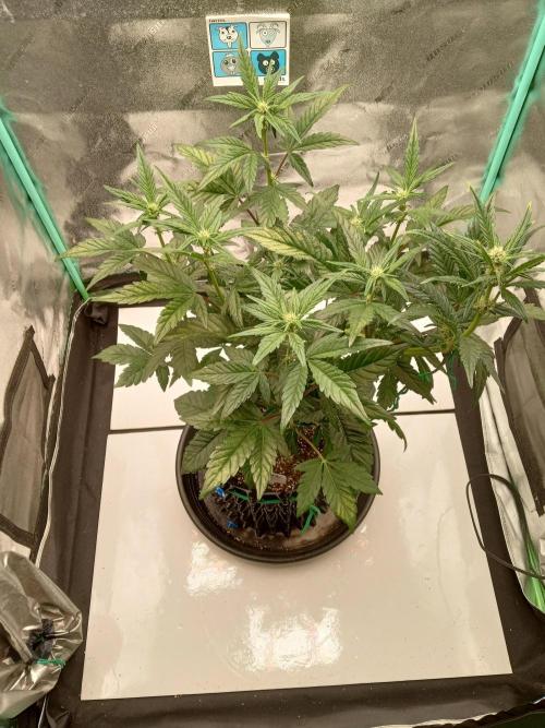 MephistO's. Week 4 - Week 4