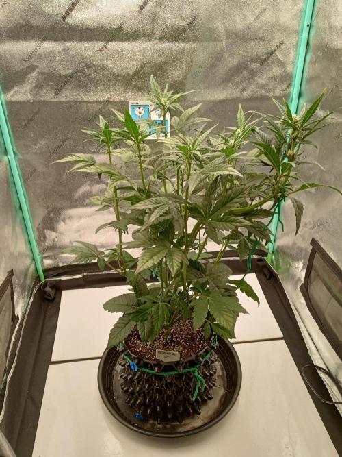 MephistO's. Week 4 - Week 4