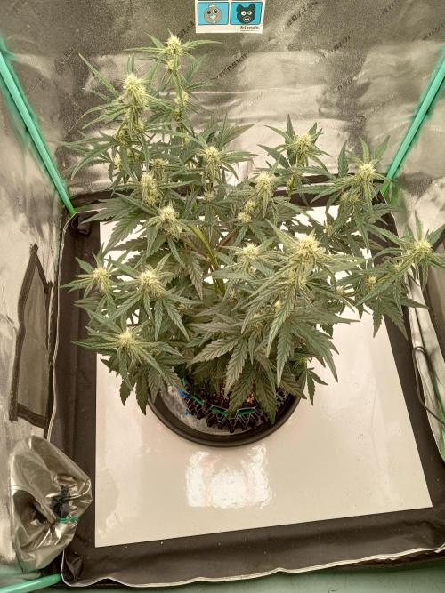 MephistO's. Week 5 - Week 5