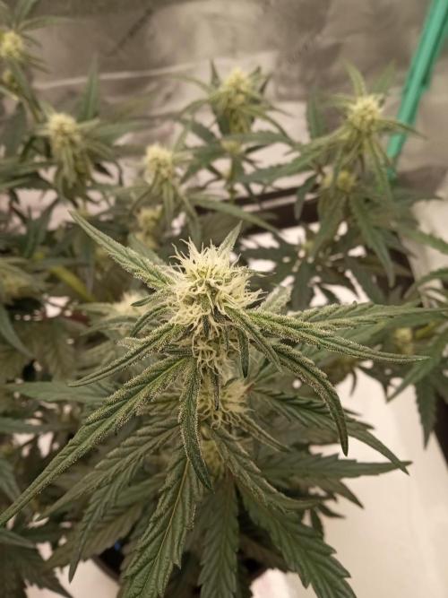 MephistO's. Week 5 - Week 5