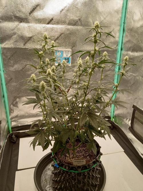 MephistO's. Week 5 - Week 5