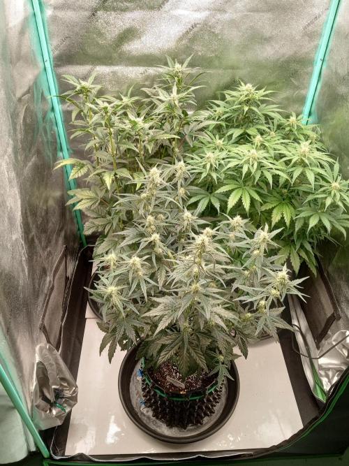 MephistO's. Week 5 - Week 5 Tent Shot