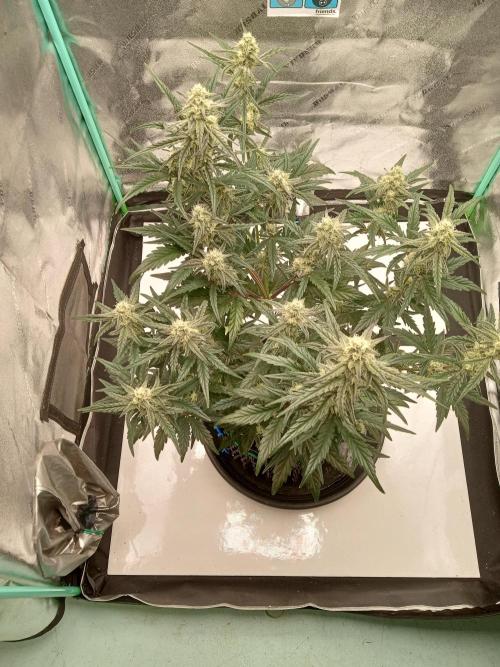 MephistO's. Week 6