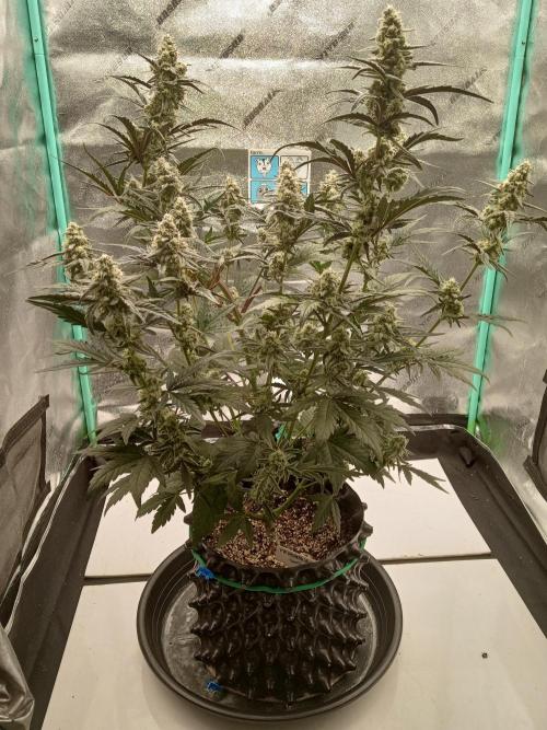 MephistO's. Week 7 - Week 7