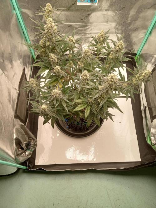 MephistO's. Week 7 - Week 7