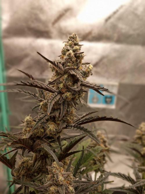 MephistO's. Week 8 - Week 8