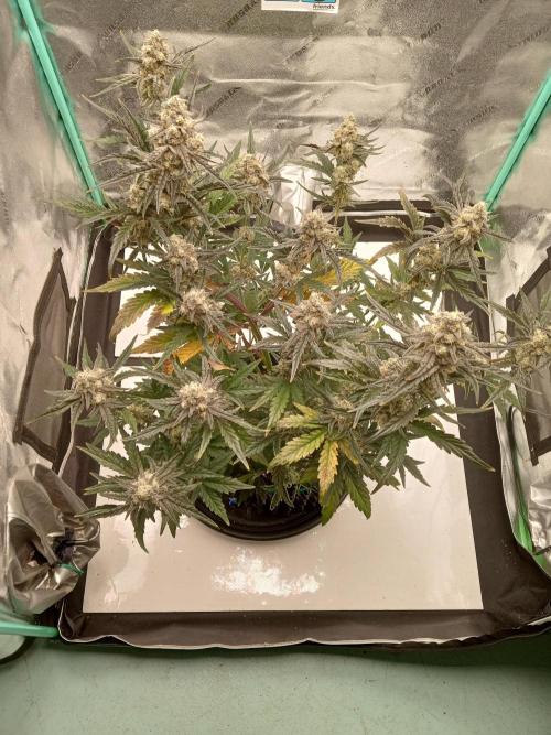 MephistO's. Week 8 - Week 8