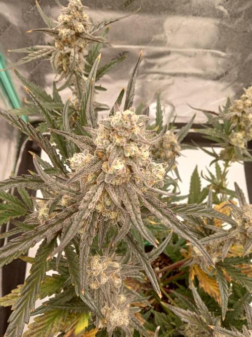 MephistO's. Week 8 - Week 8