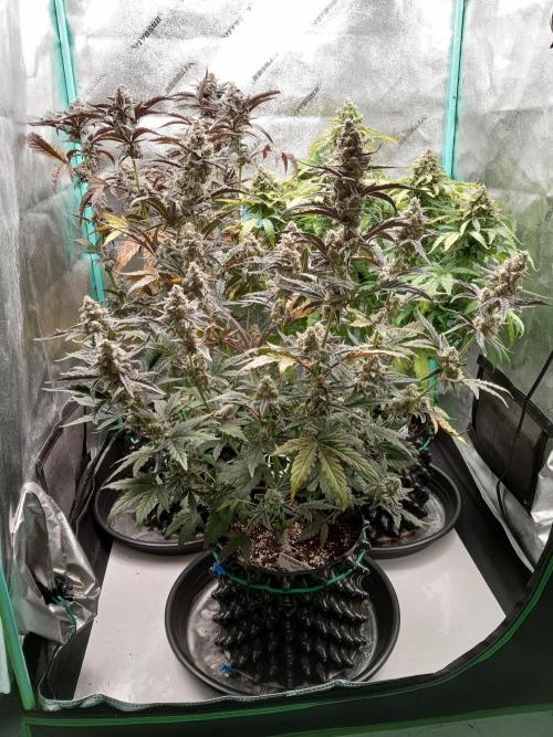 MephistO's. Week 8 - Week 8 Tent Shot