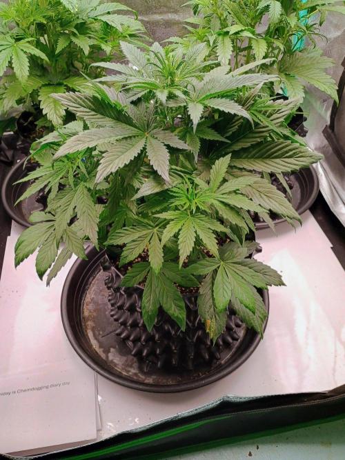 Chemdogging Auto. Week 3