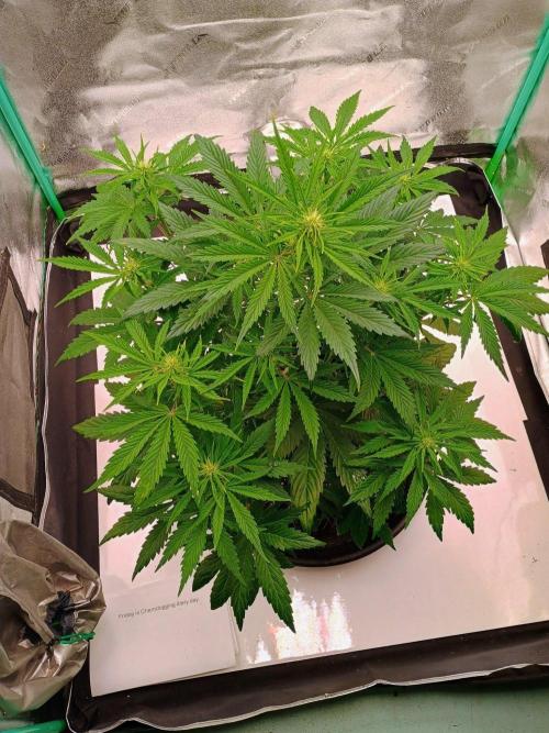 Chemdogging. Week 4 - Week 4