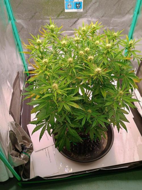 Chemdogging. Week 5 - Week 5
