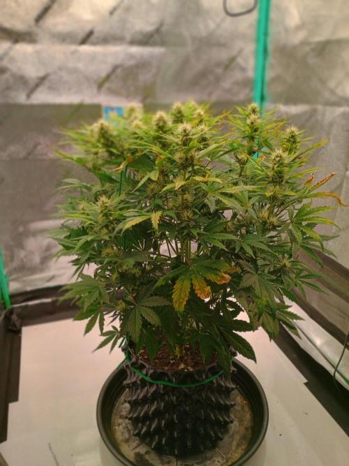 Chemdogging. Week 6 - Week 6