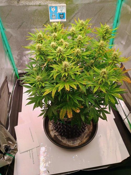 Chemdogging. Week 6 - Week 6