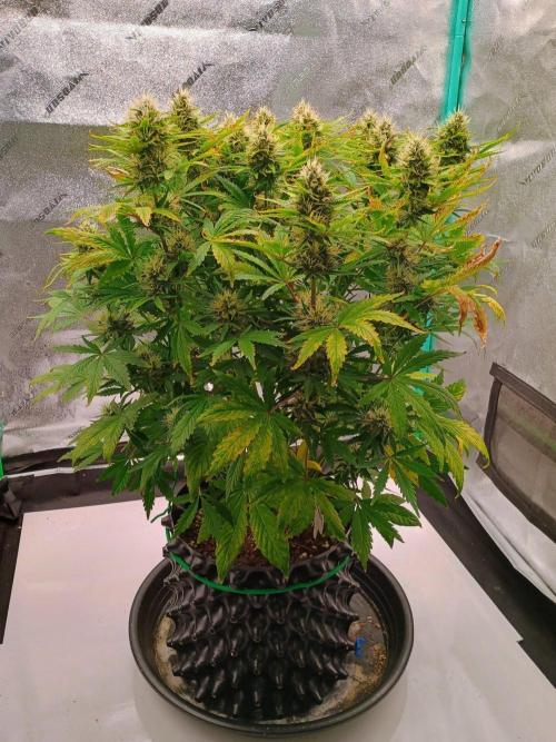 Chemdogging. Week 7 - Week 7
