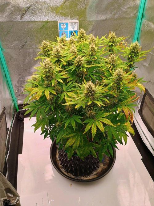 Chemdogging. Week 7 - Week 7