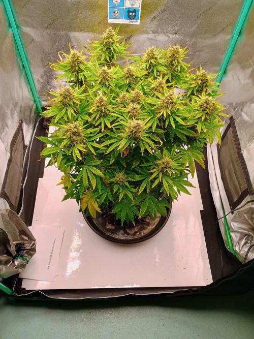 Chemdogging. Week 8 - Week 8 