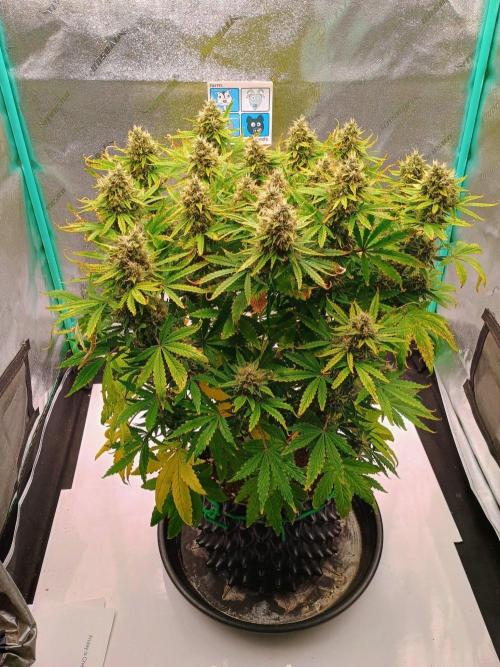 Chemdogging. Week 8 - Week 8