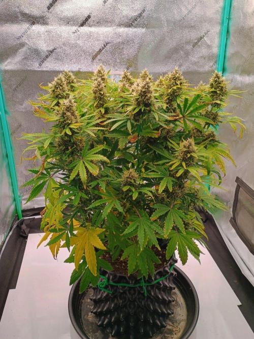 Chemdogging Auto. Week 8