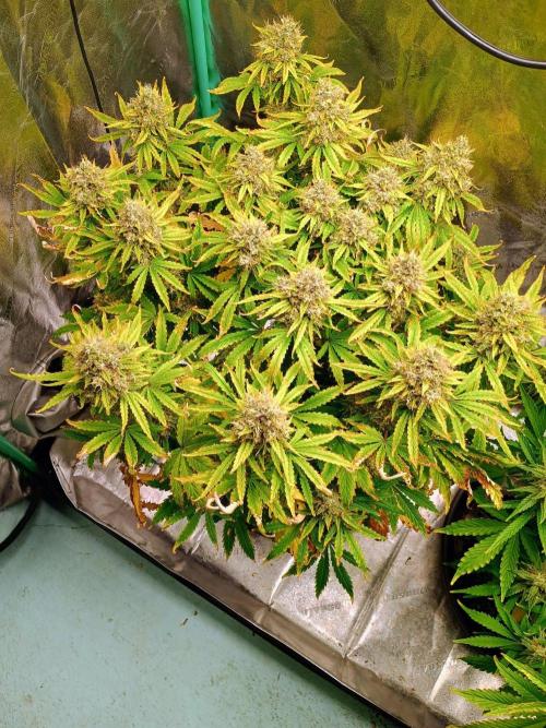 Chemdogging Auto. Week 9