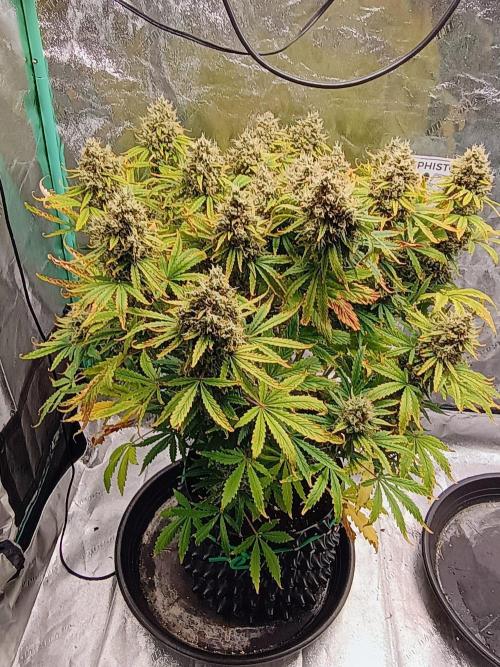 Chemdogging. Week 10 - week 10