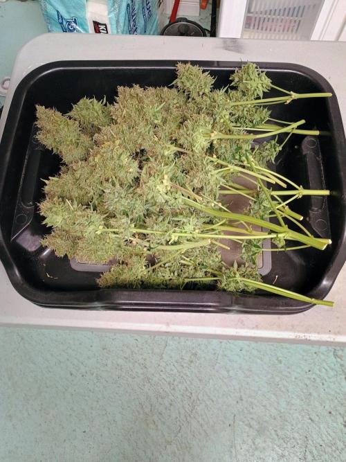 Chemdogging. Week 10 - Trim bin for scale