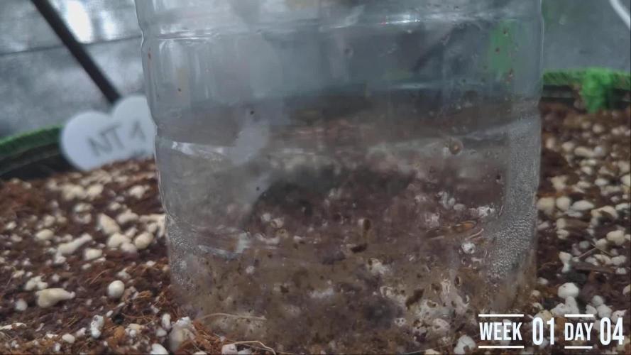 Thunder Twins - North Thunderfuck Auto RQS