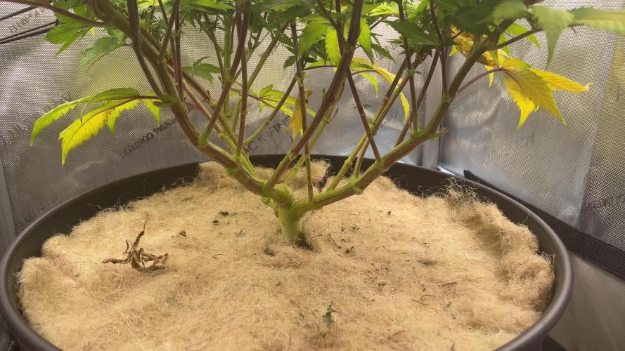 Tropicana Banana | 2x2 | Topping, LST, SCROG