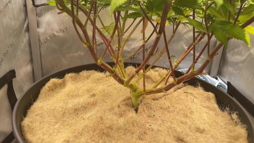 Tropicana Banana | 2x2 | Topping, LST, SCROG