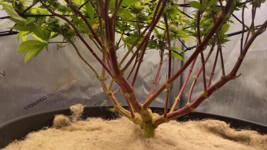 Tropicana Banana | 2x2 | Topping, LST, SCROG