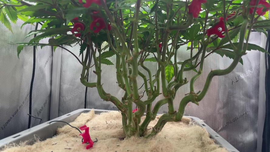 Vanilla Frosting F4 (HSC) | 1 Plant on 2x2 | Living Soil