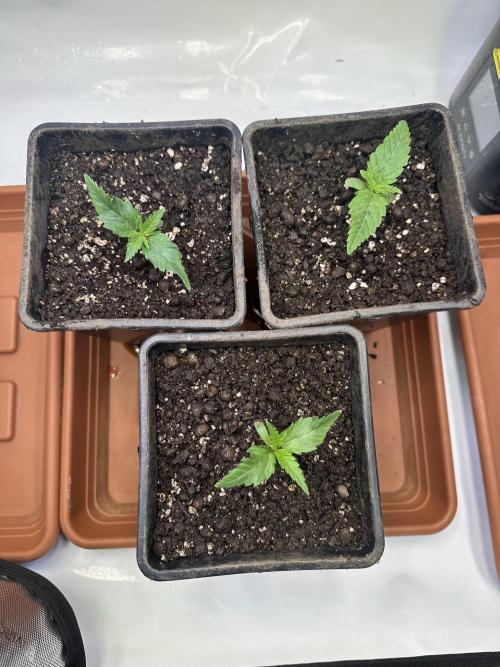 Hella Jelly, up to di sky.. Week 1 - Day 7, Week 1 ✅