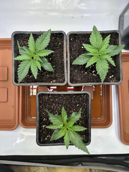 Hella Jelly, up to di sky.. Week 2 - Day 11