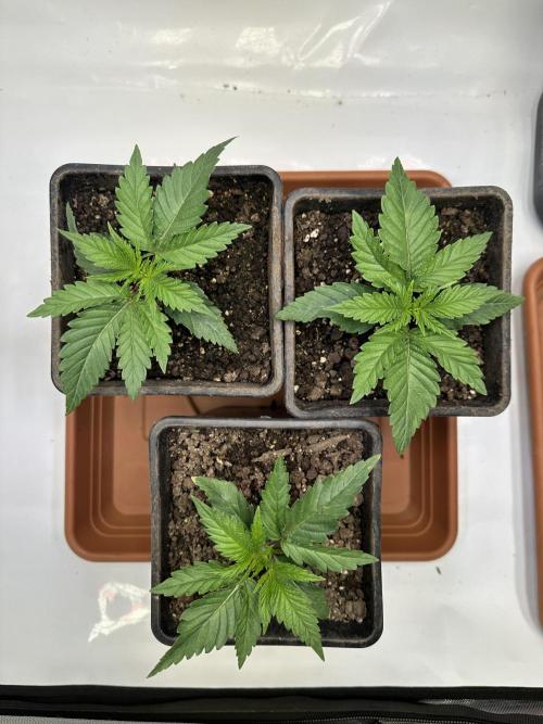 Hella Jelly, up to di sky.. Week 2 - Day 12 