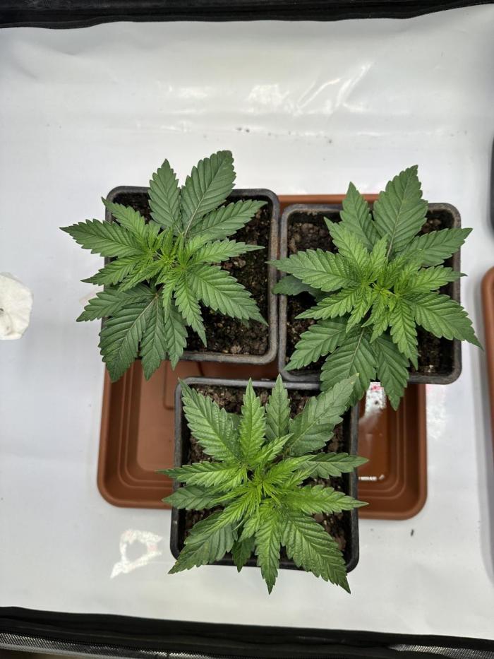 Hella Jelly, up to di sky.. Week 3