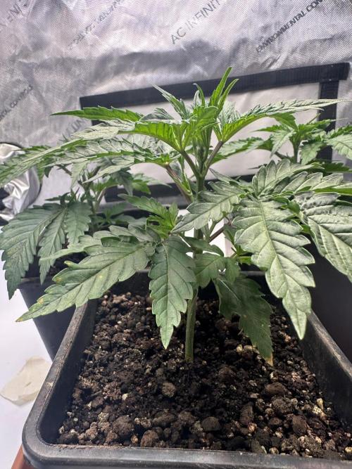 Hella Jelly, up to di sky.. Week 3