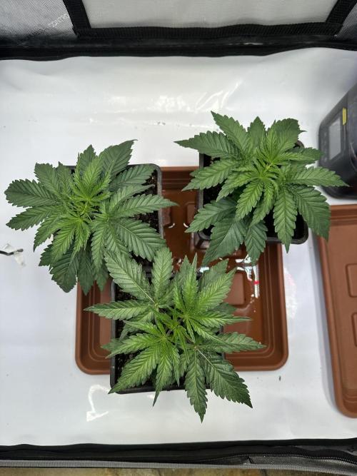 Hella Jelly, up to di sky.. Week 3