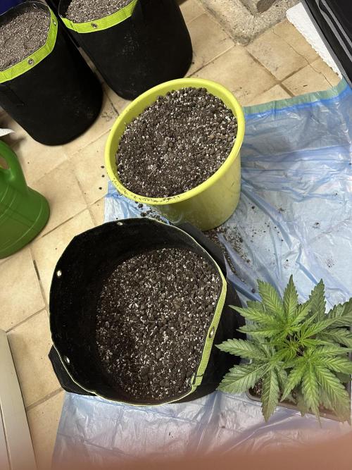 Hella Jelly, up to di sky.. Week 3