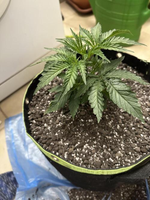 Hella Jelly, up to di sky.. Week 3