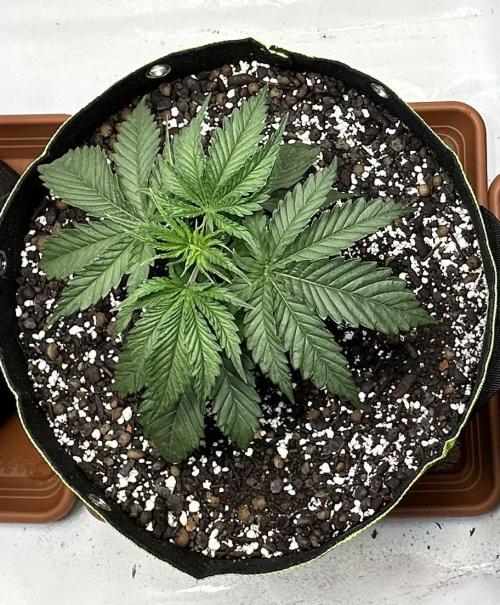 Hella Jelly, up to di sky.. Week 3