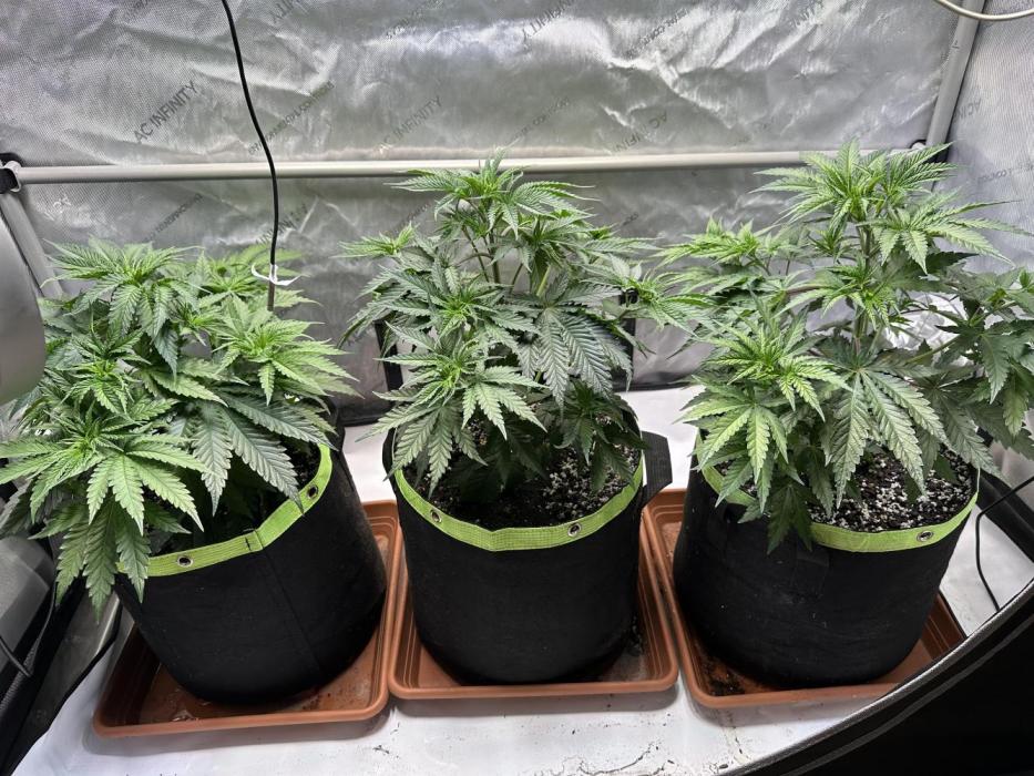 Hella Jelly, up to di sky.. Week 4