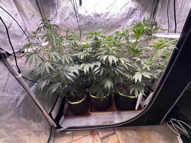 Hella Jelly, up to di sky.. Week 6
