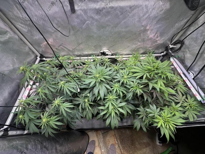 Hella Jelly, up to di sky.. Week 6