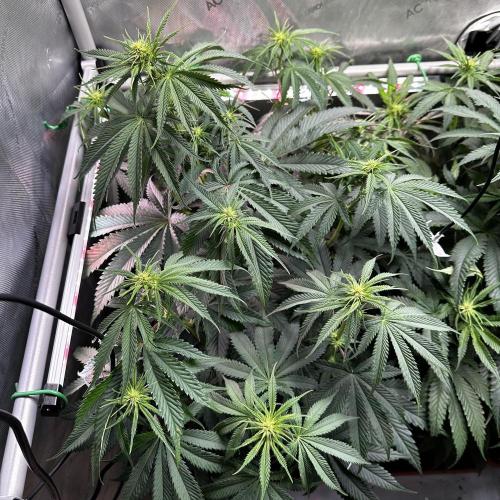 Hella Jelly, up to di sky.. Week 6